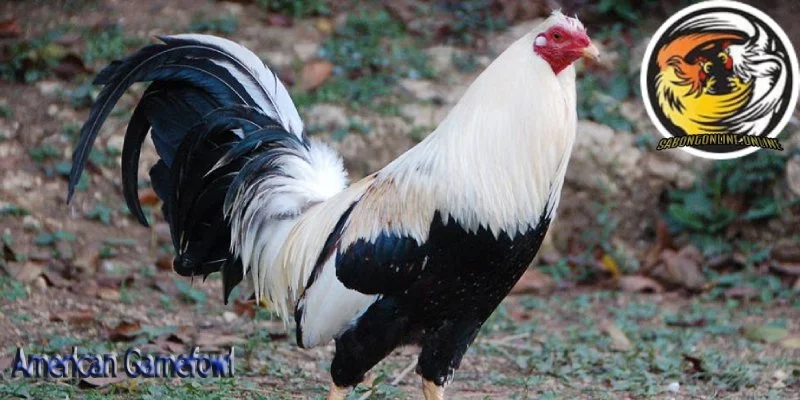 American Gamefowl – Nguồn gốc, đặc điểm và cách nuôi chuẩn sư kê