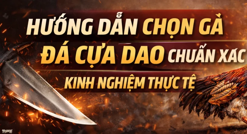 Hướng Dẫn Chọn Gà Đá Cựa Dao Chuẩn Xác – Kinh Nghiệm Thực Tế Cho Người Xem Và Phân Tích Kèo